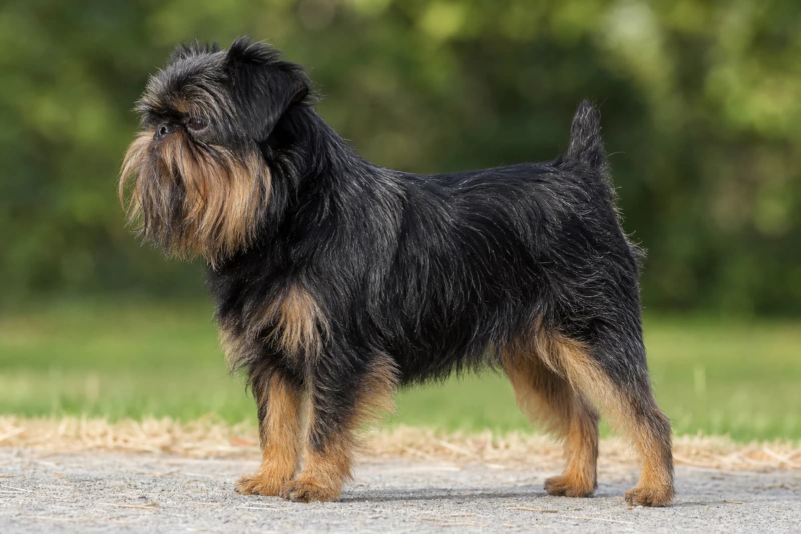 Affenpinscher — Small dog breed