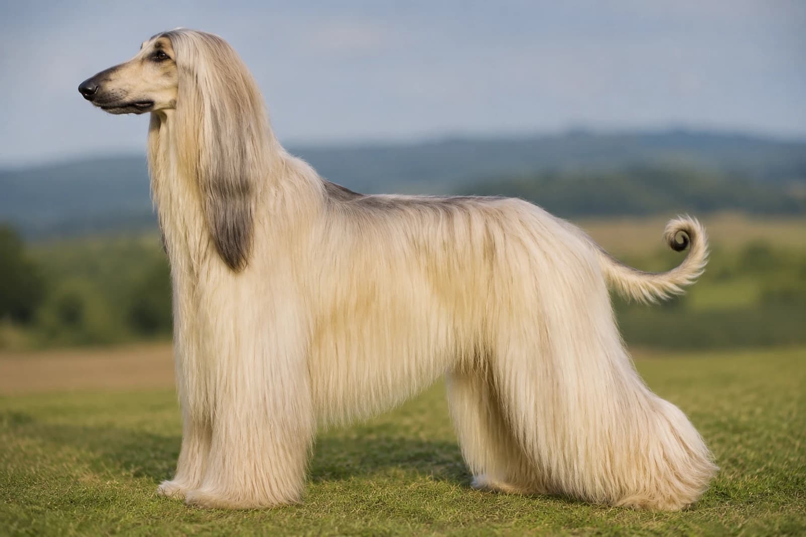 Afghan Hound — Giant dog breed