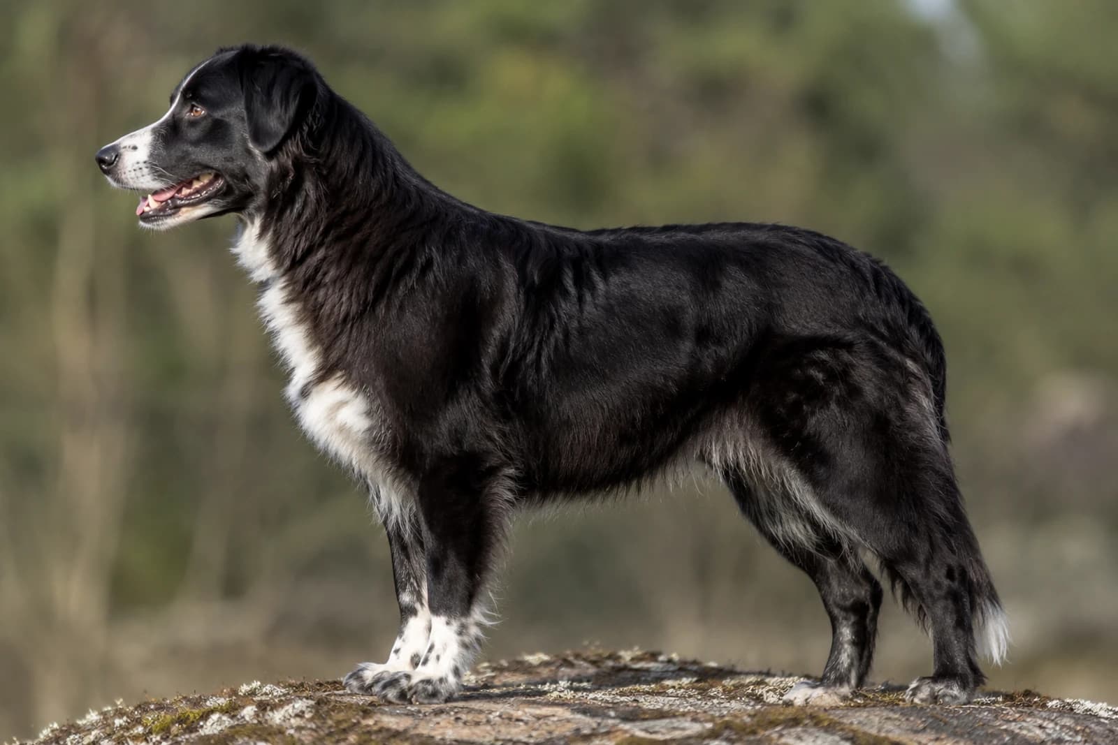 Aidi — Large dog breed