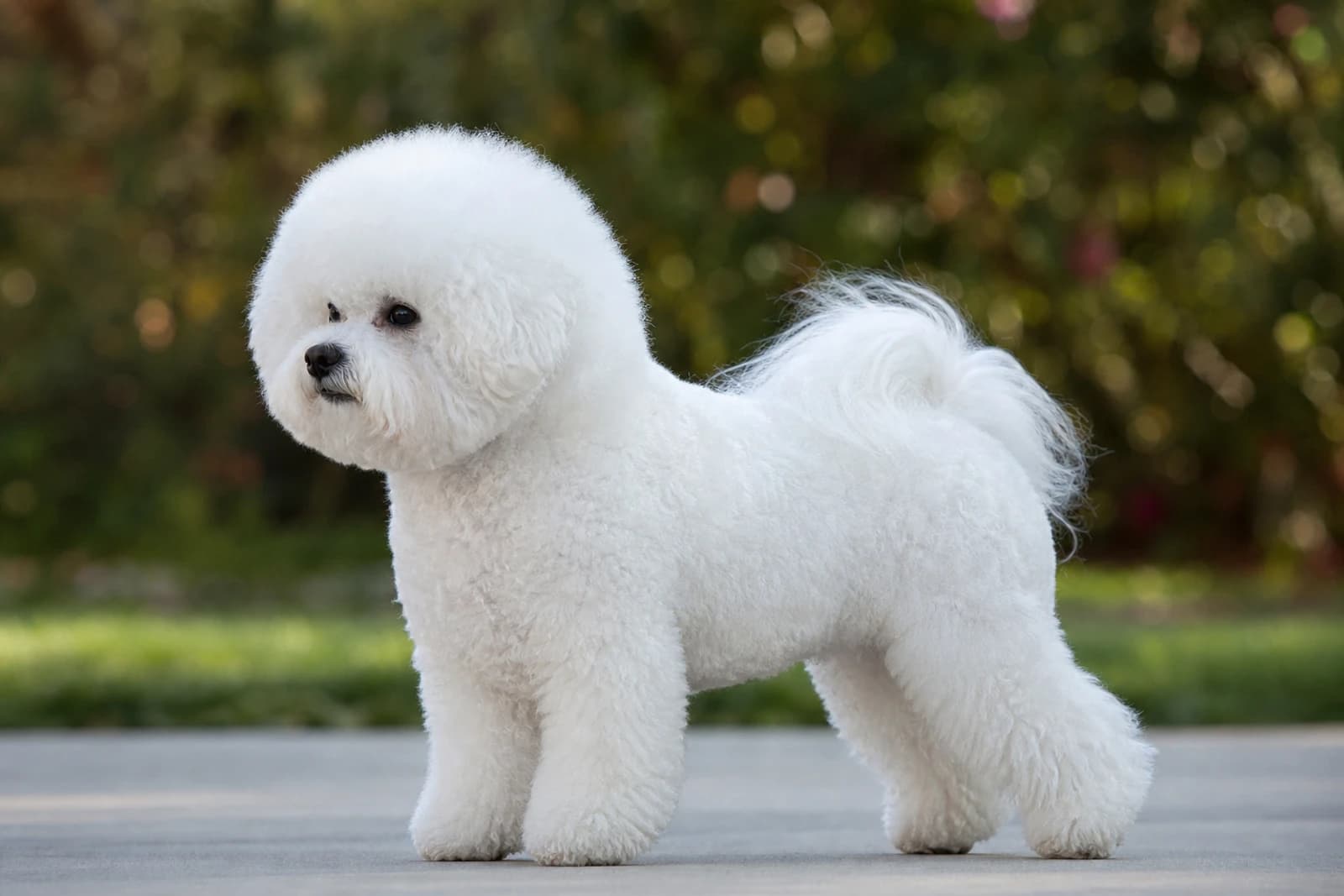 Bichon Frise — Small dog breed