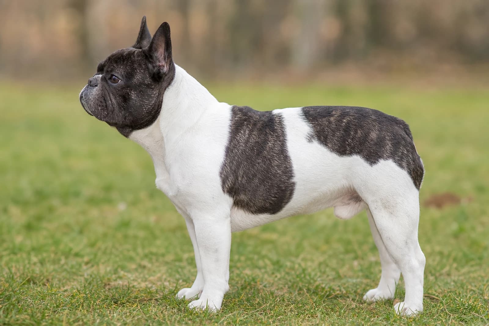 French Bulldog — Medium dog breed
