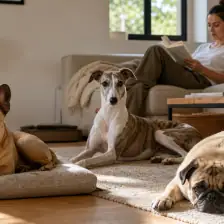 Low Maintenance Dogs